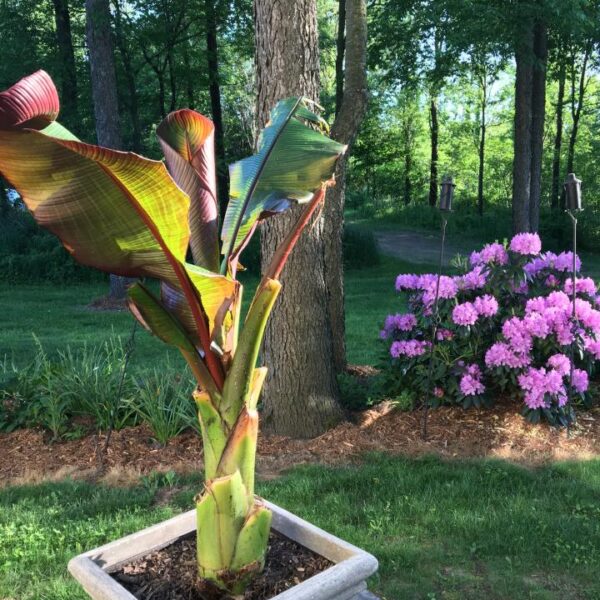 Tropical Banana Tree